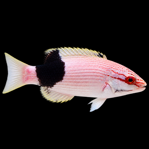Bodianus bilunulatus (Tarry Hogfish)