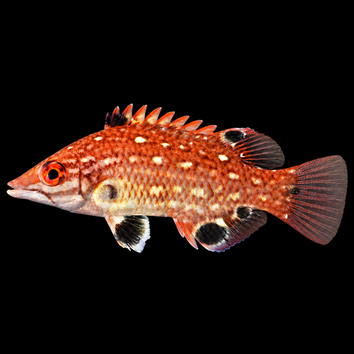 Bodianus diana (Dianas hogfish)