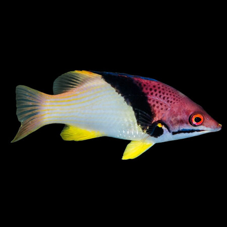 Bodianus mesothorax