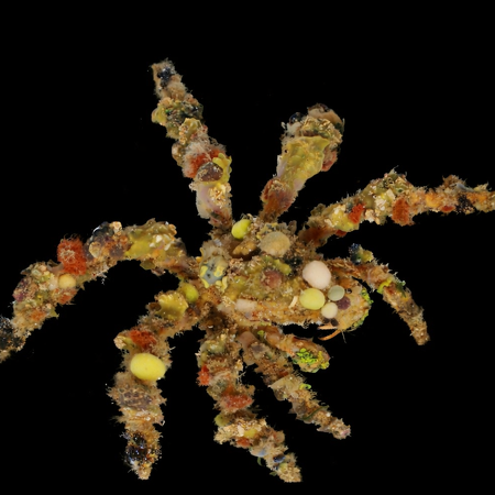 Camposcia Retusa - Decoration Crab