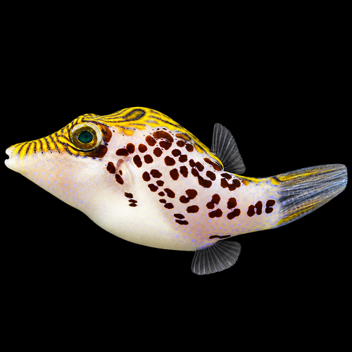 Canthigaster leoparda (Leopard Sharpnose Puffer)