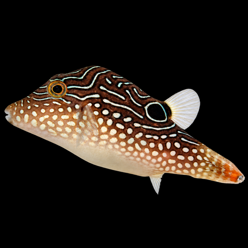 Canthigaster margaritata (Margarita Puffer)