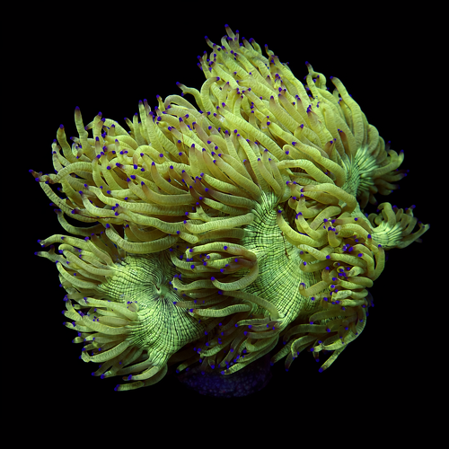 Catalaphyllia Jardinei Blue/Purple tip L (Approx. 8-9 cm) WYSIWYG (1771141388058)