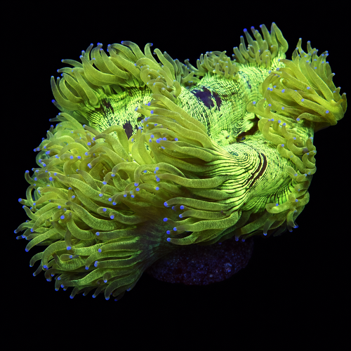 Catalaphyllia Jardinei Blue/Purple tip XL (Approx. 10-12 cm) WYSIWYG (1771141544176)