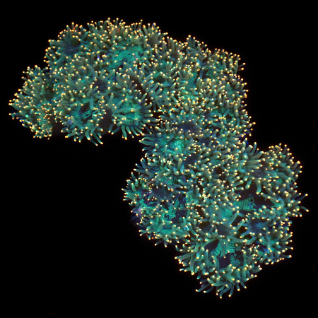 Catalaphyllia Jardinei orange tips XXLL XXL (Ong. 15+ cm) WYSIWYG (1776004794971)