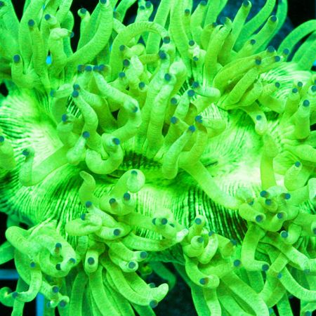 Catalaphyllia Jardinei Ultra Fluo Green