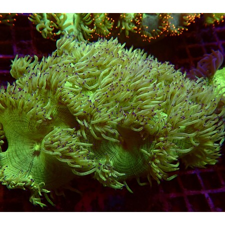 Catalaphyllia Jardinei Ultra Green Blue Tips WYSIWYG (1757096750662)