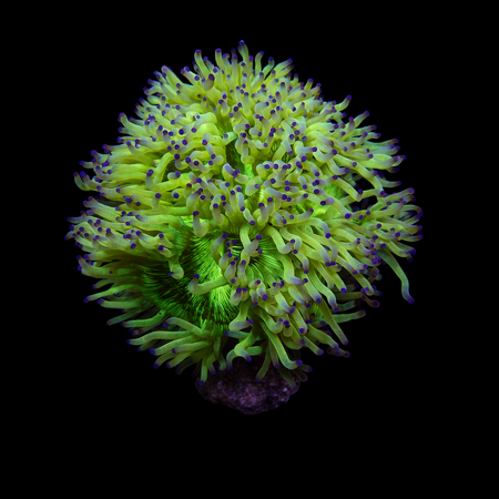 Catalaphyllia Jardinei Ultra Green / Blue Tips XL (Approx. 10-12 cm) WYSIWYG (1783281408058)