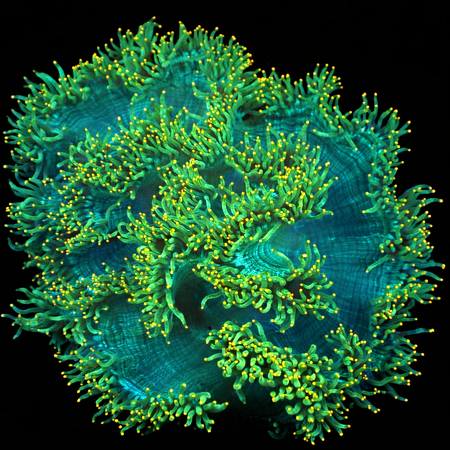 Catalaphyllia Jardinei Ultra Green pink tips WYSIWYG (1769205045339)