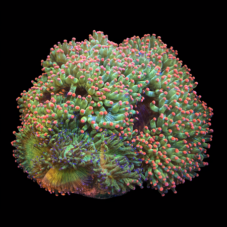 Catalaphyllia Jardinei Ultra Green / Pink Tips XXXL (Ong. 20+ cm) WYSIWYG (1784809946365)