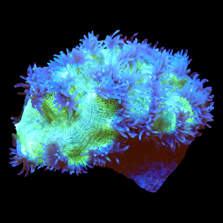 Catalaphyllia Jardinei WYSIWYG (1770547421408)