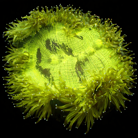 Catalphyllia Jardinei Ultra Green WYSIWYG (1769205128008)