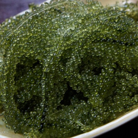 Caulerpa lentillifera (Zeekaviaar / Sea Grapes)