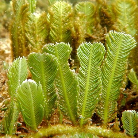 Caulerpa Sertularioides