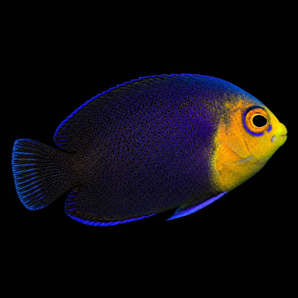 Centropyge argi (Pygmy Angelfish) M