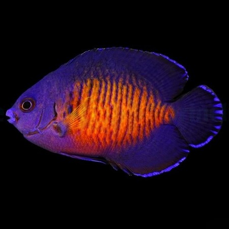 Centropyge bispinosa - Tank Bred