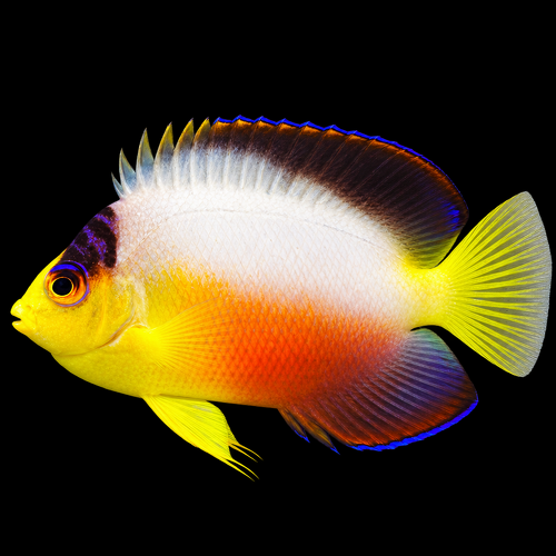 Centropyge multicolor