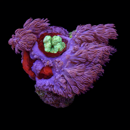 Cespitularia Infirmata M (Width 6-7 cm) WYSIWYG (1776004311892)