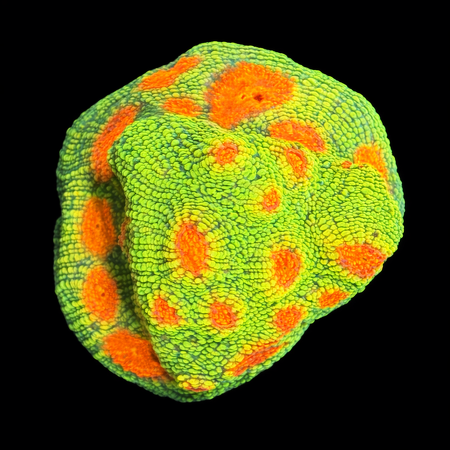 Chalice Bubble Gum Monster Frag (Approx. 2-3 cm) WYSIWYG (1772912465659)