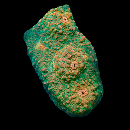 Chalice Frag (Ong. 2-3 cm) WYSIWYG (1775157631697)