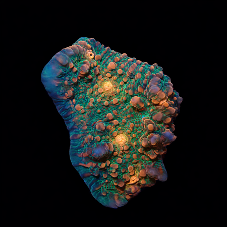 Chalice Frag (Ong. 2-3 cm) WYSIWYG (1775157635254)