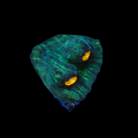 Chalice Frag (Ong. 2-3 cm) WYSIWYG (1775157643130)