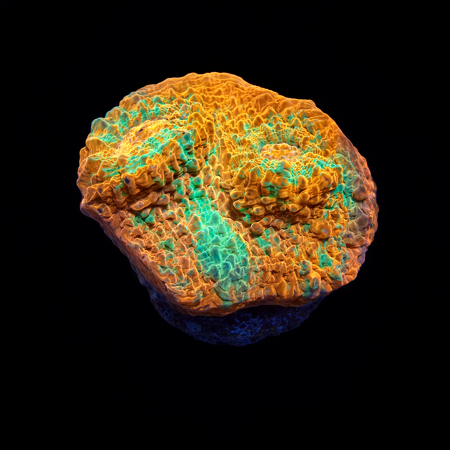 Chalice Frag (Ong. 2-3 cm) WYSIWYG (1775157646853)