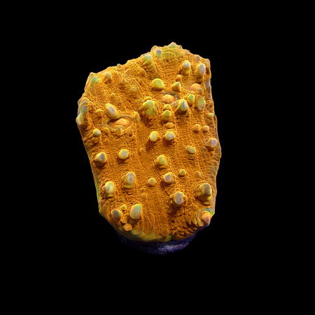 Chalice Frag (Ong. 2-3 cm) WYSIWYG (1775157650267)