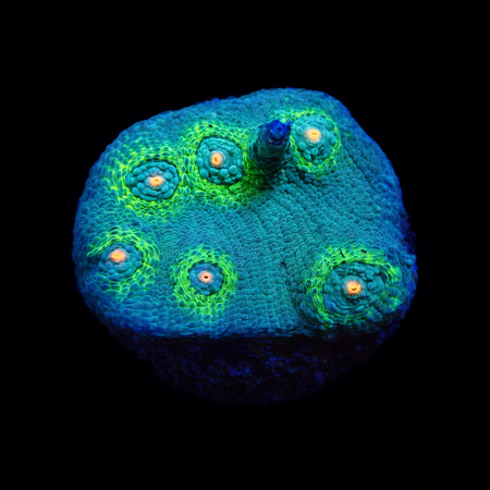 Chalice Frag (Ong. 2-3 cm) WYSIWYG (1775157654019)