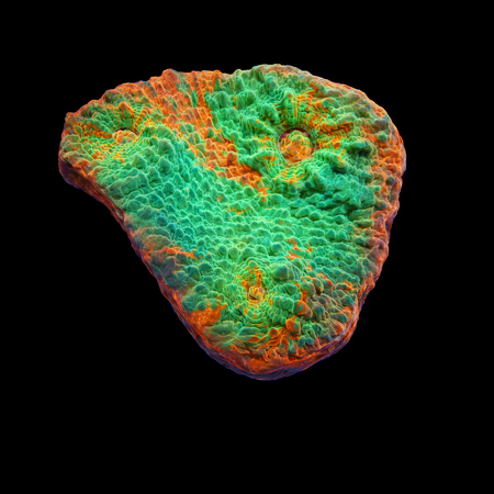 Chalice Frag (Ong. 2-3 cm) WYSIWYG (1775157657835)