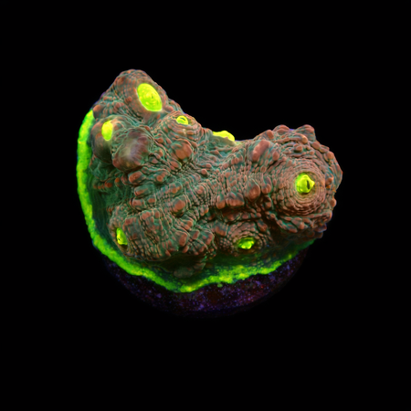 Chalice Frag (Ong. 2-3 cm) WYSIWYG (1775157662280)