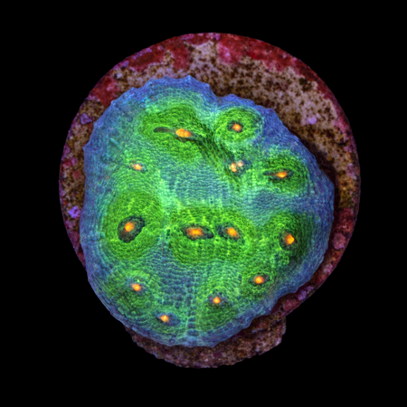 Chalice Frag (Ong. 2-3 cm) WYSIWYG (1785328379026)