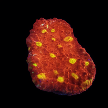 Chalice Frag (Approx. 2-3 cm) WYSIWYG (1786381765605)