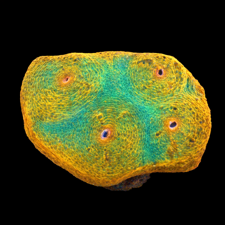 Chalice Frag (Approx. 2-3 cm) WYSIWYG (1786381768335)