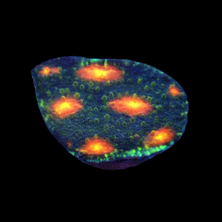 Chalice Frag (Approx. 2-3 cm) WYSIWYG (1786381770963)