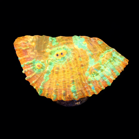 Chalice Frag (Approx. 2-3 cm) WYSIWYG (1786381774469)