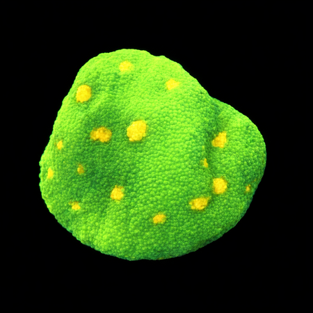 Chalice Frag (Approx. 2-3 cm) WYSIWYG (1786381788335)