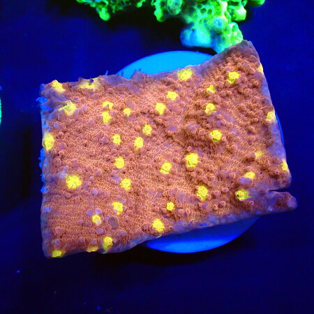 Chalice Iron man WYSIWYG (1760775189280)