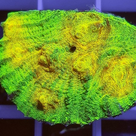 Chalice Mastergrade (Green/Yellow) Frag (Approx. 2-3 cm)