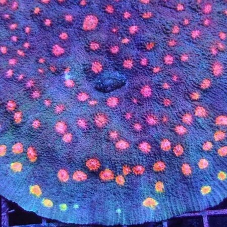 Chalice Miami Hurricane