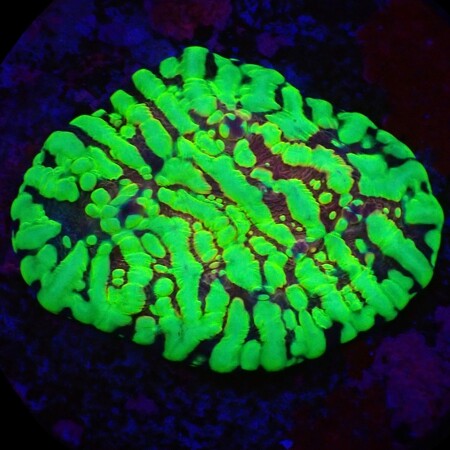 Chalice Moonfire Ridge