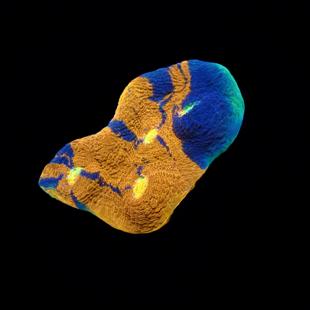 Chalice Rainbow Ultra (Jellybean) Frag (Ong. 2-3 cm) WYSIWYG (1774289620088)