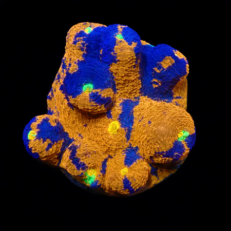 Chalice Rainbow Ultra (Jellybean) S (Ong. 4-5 cm) WYSIWYG (1774289669969)