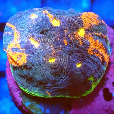 Chalice rainbow Ultra Jellybean WYSIWYG (1759519226553)