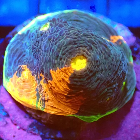 Chalice rainbow Ultra Jellybean WYSIWYG (1759519247420)