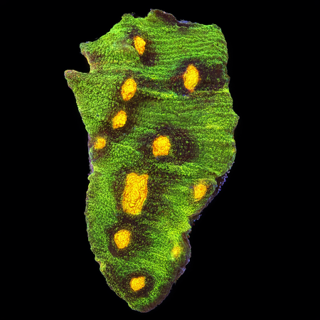 Chalice Raja Rampage M (Approx. 6-7 cm) WYSIWYG (1786379861829)