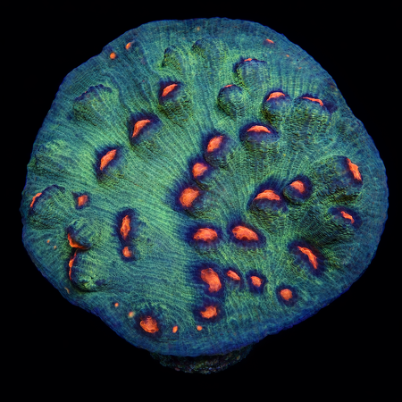 Chalice Special WYSIWYG (1771103297402)