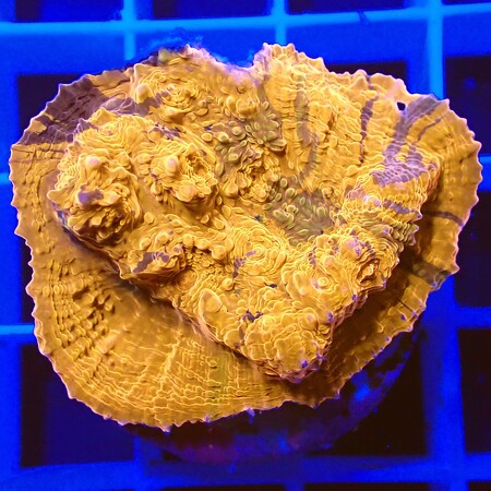 Chalice ultra WYSIWYG (1759516110878)