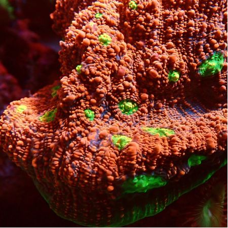 Chalice Watermelon Frag (Ong. 2-3 cm)