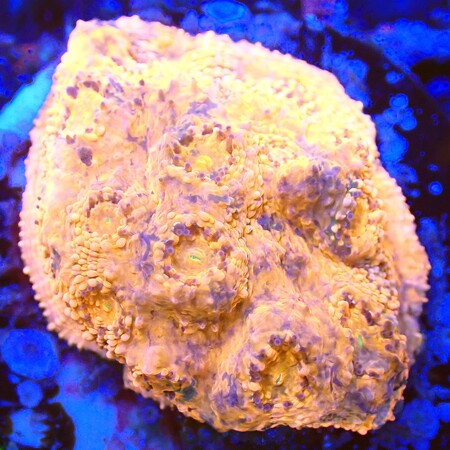 Chalice WYSIWYG (1760774188922)